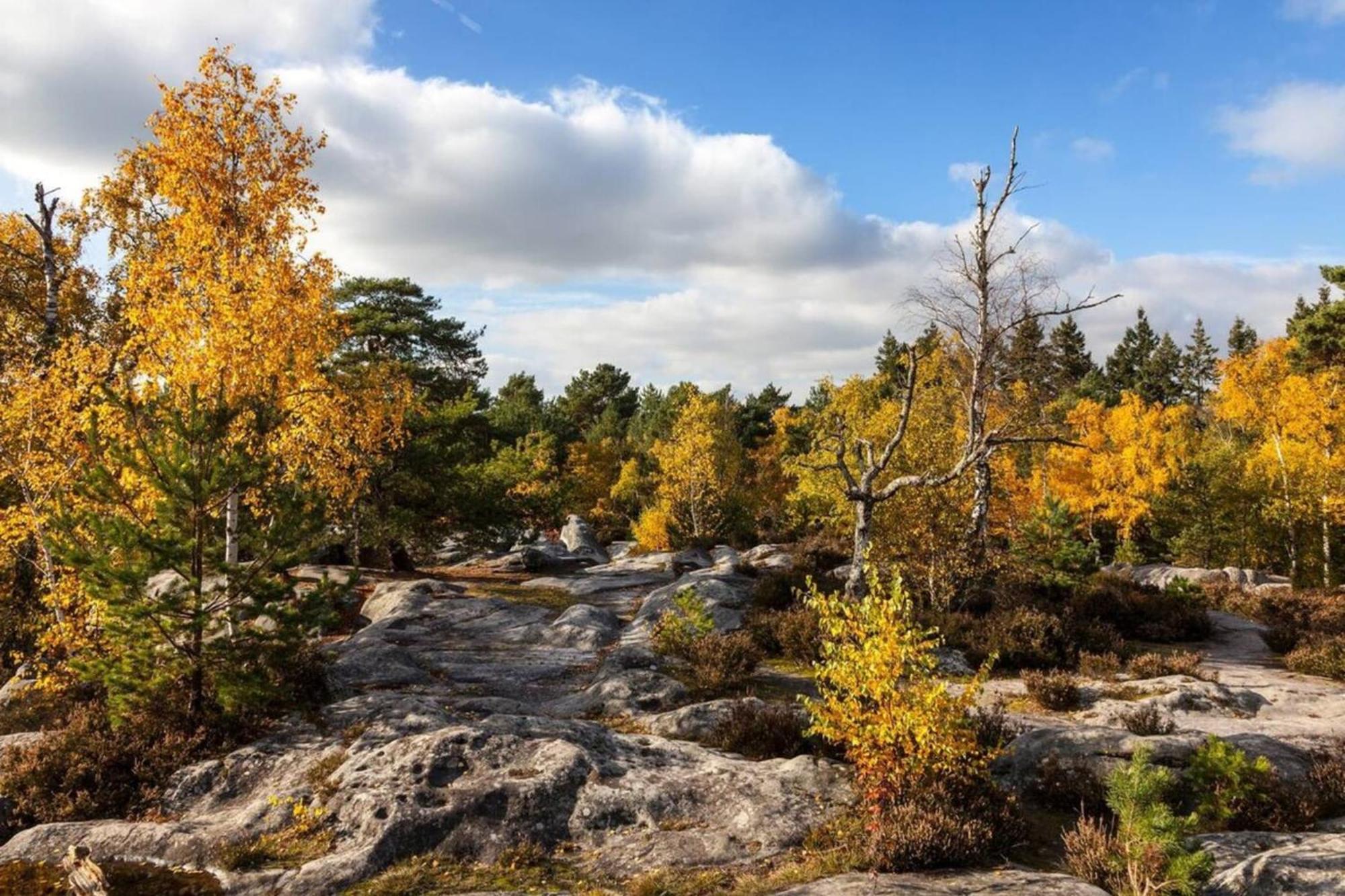 Vue Chateau Fontainebleau - Chez Lydia Εξωτερικό φωτογραφία